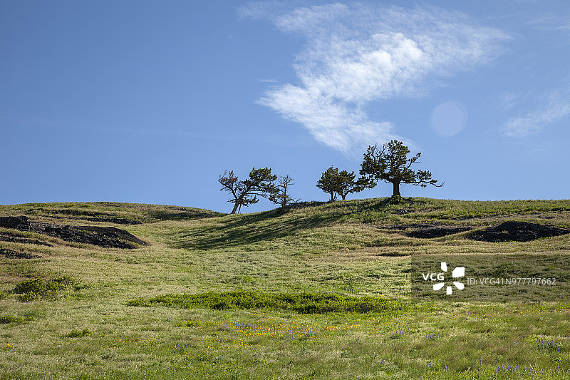 美丽草原山坡上以天空为背景的树木轮廓图片素材