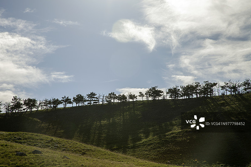 草原上，以云层密布的天空为背景，树线下呈现剪影的奶牛图片素材