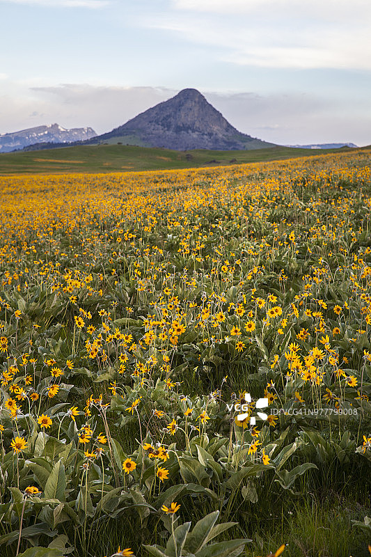 遍布黄色野花的草原，远山与壮丽的天空云彩图片素材