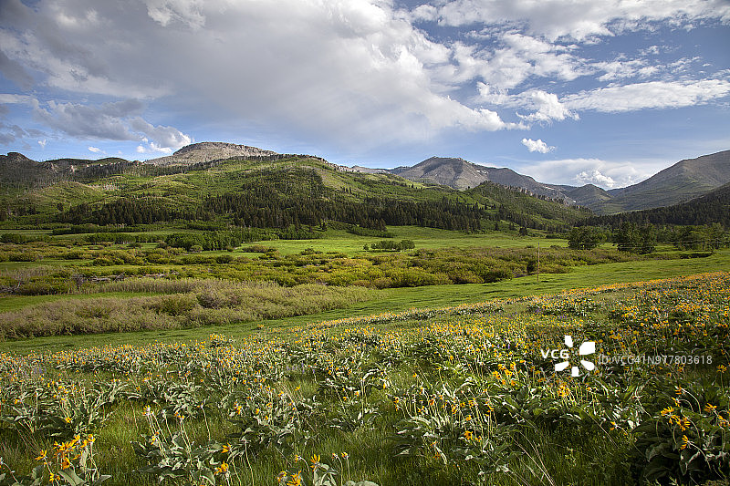 遍布黄色野花的草原，远山与壮丽的天空云彩图片素材
