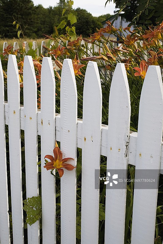 加拿大魁北克省的尖桩篱栅图片素材