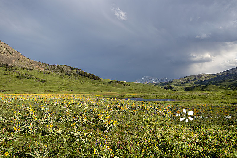 遍布黄色野花的草原，远山与壮丽的天空云彩图片素材