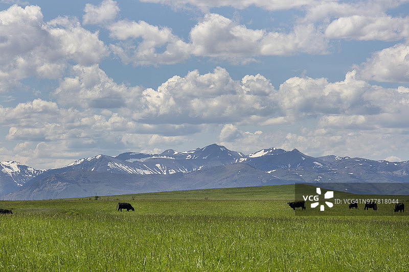鲜花盛开的草原上，以落基山脉和壮丽云层为背景的牛群图片素材