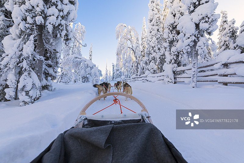 在被白雪覆盖的森林里狗拉雪橇，库萨莫，北博滕区，拉普兰，芬兰图片素材