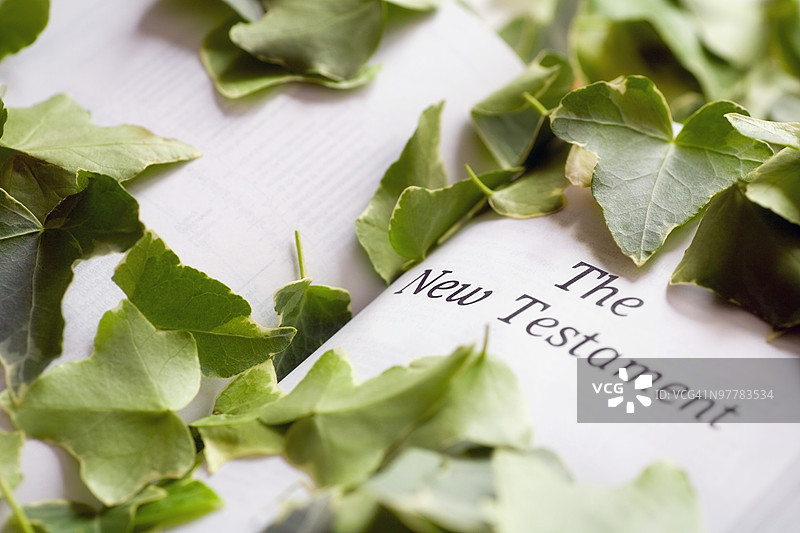 被树叶覆盖的圣经图片素材