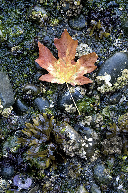 海滩上的枫叶图片素材