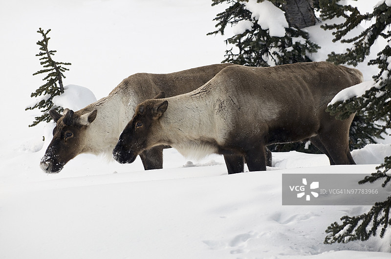 山地驯鹿，雷夫尔斯托克，不列颠哥伦比亚省，加拿大图片素材