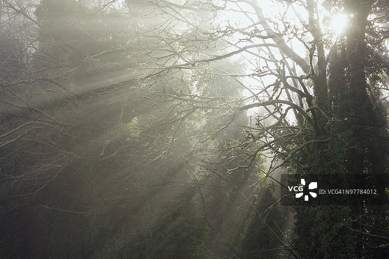 阳光透过树木图片素材