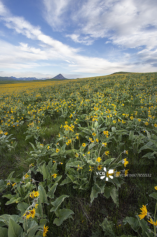 低角度拍摄的箭叶香脂根野花草原图片素材