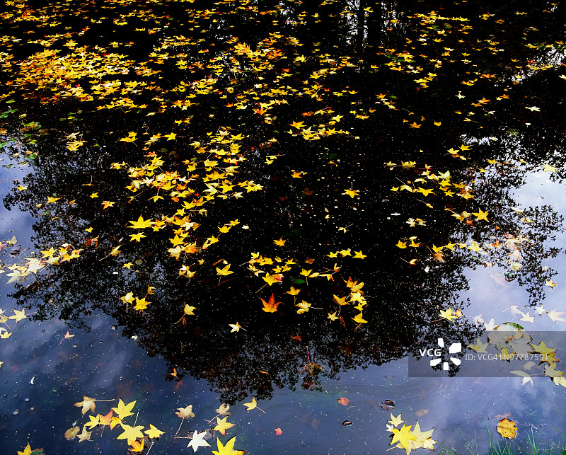 都柏林国家植物园睡莲湖秋叶（爱尔兰都柏林郡）图片素材