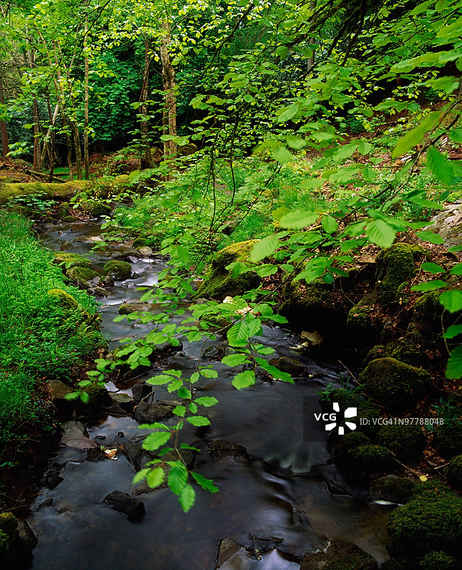 基尔范格伦，基尔肯尼县，爱尔兰，林间小道与溪流图片素材