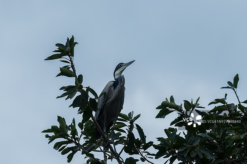 黑头鹭图片素材