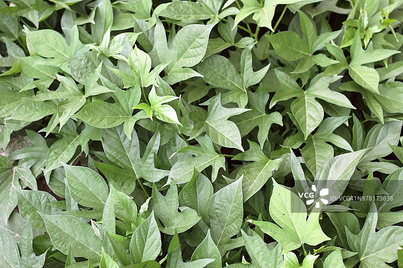 香甜红薯叶图片素材