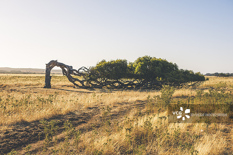 风中倾斜的树图片素材