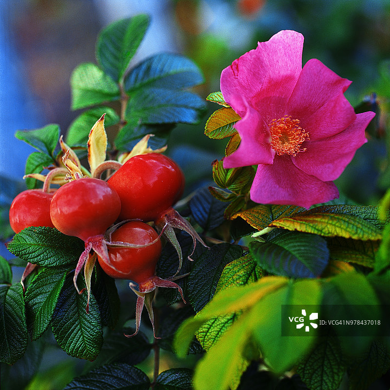 野生玫瑰果和花（蔷薇科）图片素材