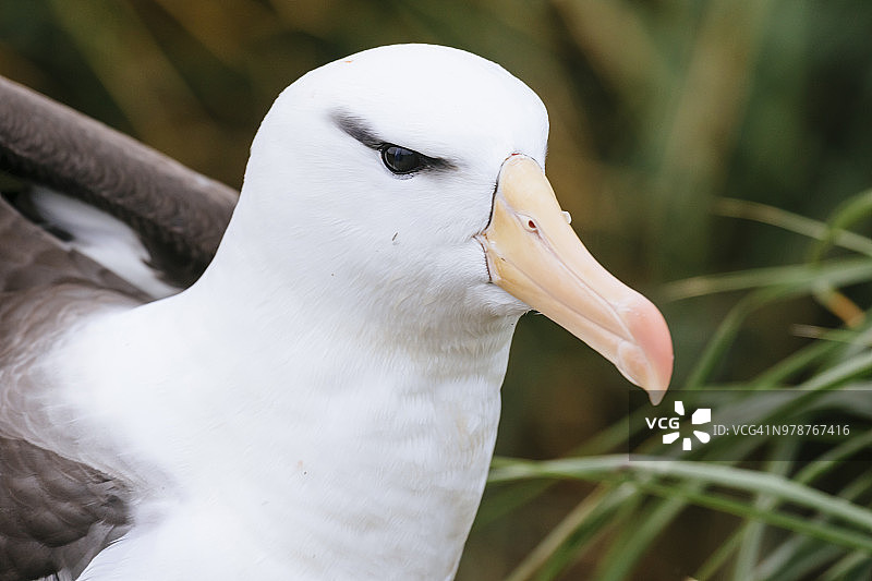 黑眉信天翁 портрет图片素材