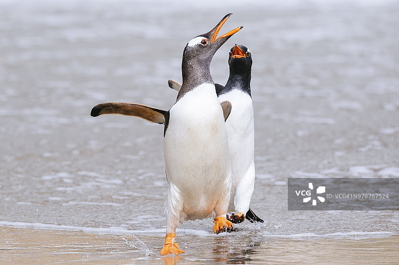巴布亚企鹅在海边图片素材