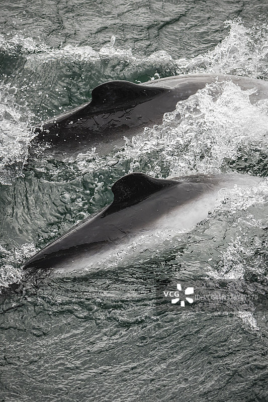 科默森海豚（Cephalorhynchus commersonii），西点岛近海，福克兰群岛图片素材