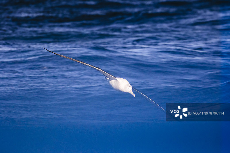 漂泊信天翁（Diomedea exulans）飞翔于南冰洋上图片素材