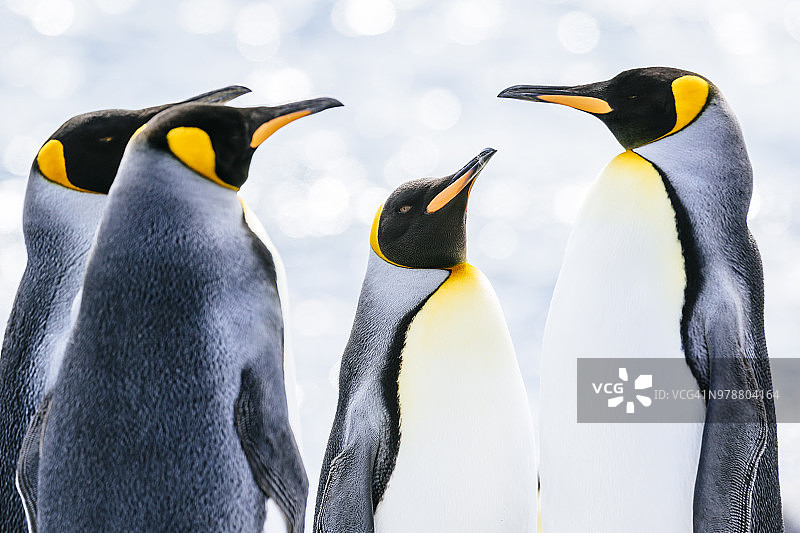 索尔兹伯里平原上的国王企鹅图片素材
