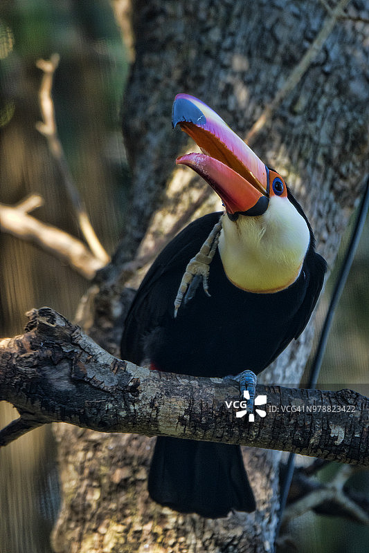 体罚巨嘴鸟图片素材