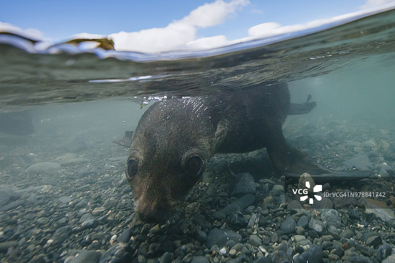 普里翁岛上的南极毛皮海狮幼崽图片素材
