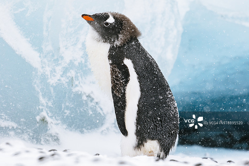 南极半岛棕崖，暴风雪中的巴布亚企鹅图片素材