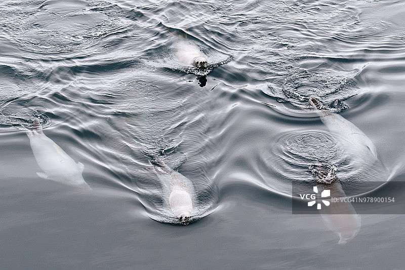 南极半岛天堂港水域中的食蟹海豹图片素材