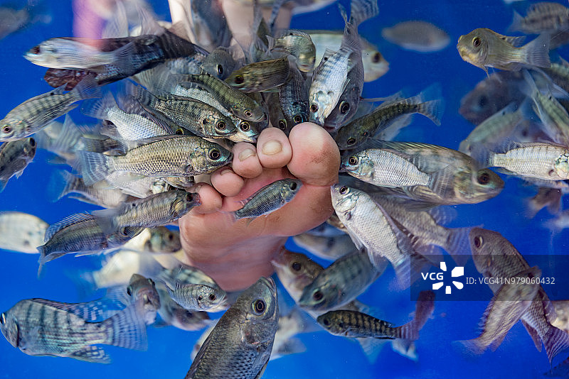 鱼疗：鱼按摩和足部清洁图片素材