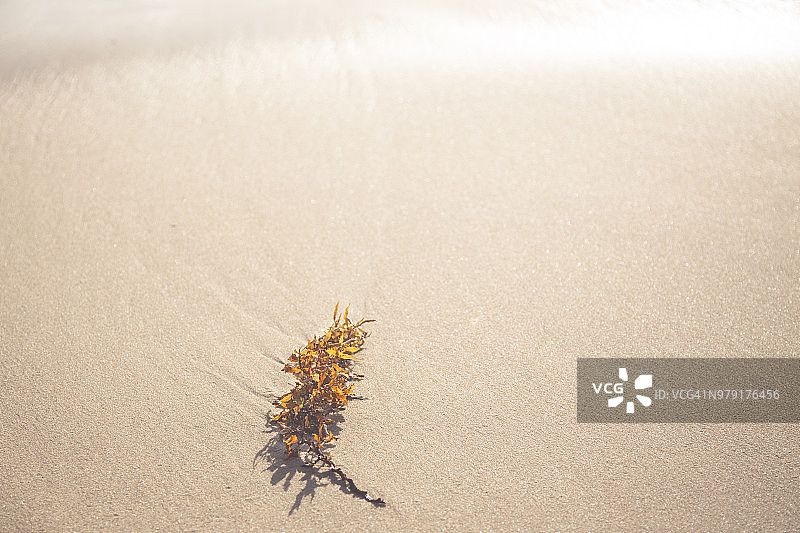 冲上海滩的海藻图片素材