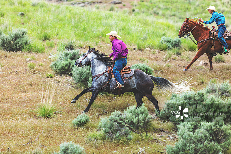 犹他州牛仔、女牛仔、西部户外和竞技表演：骑马放牧牲畜图片素材