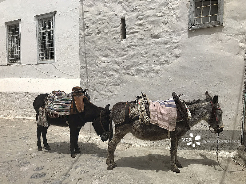 希腊街头的骡子图片素材