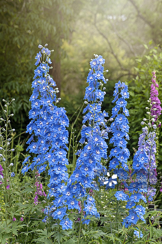 夏季翠雀花“尼斯湖”在朦胧阳光下充满活力的蓝色图片素材