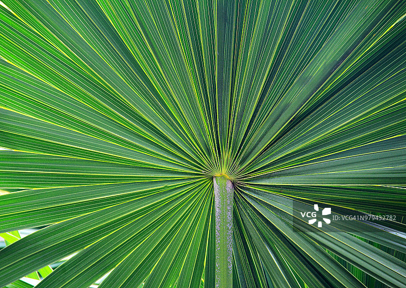 蒲葵叶底部的扇形图案图片素材