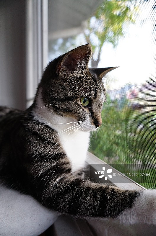望着窗外的小猫图片素材