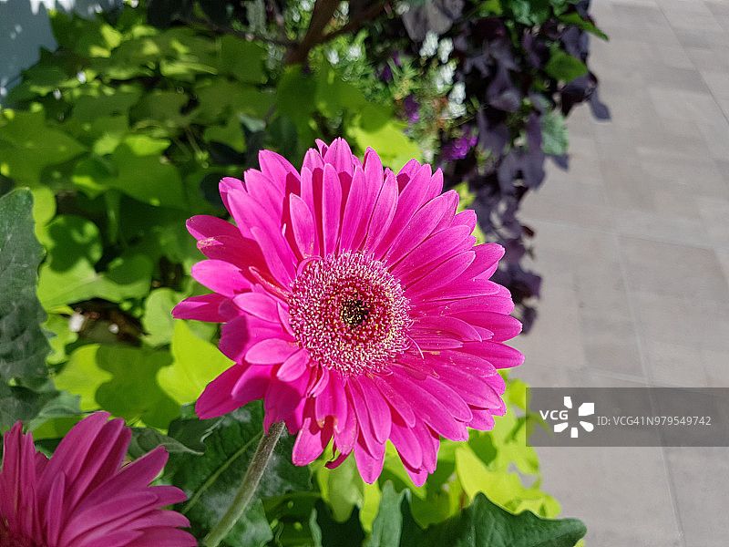 沿着小路盛开的紫色非洲菊图片素材