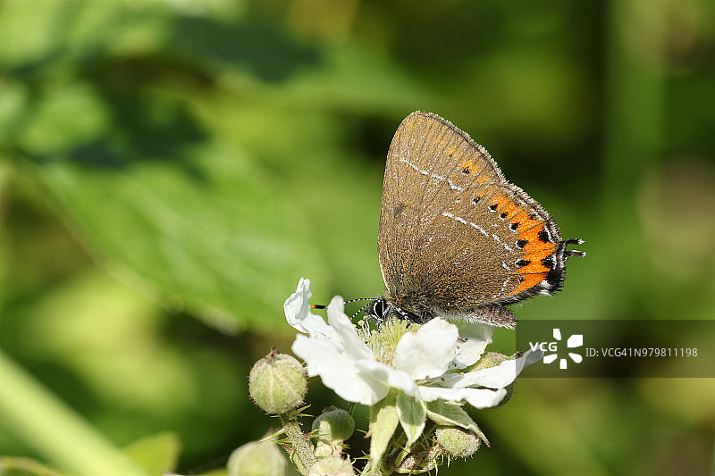 一只罕见的黑灰蝶在黑莓花上采蜜图片素材