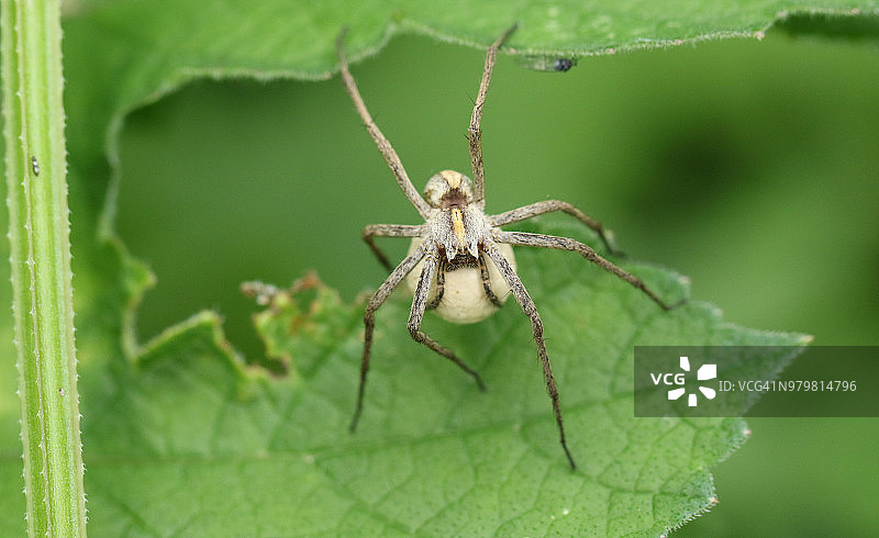 背着卵囊的大腹 வலை சிலந்தி栖息在树叶上图片素材