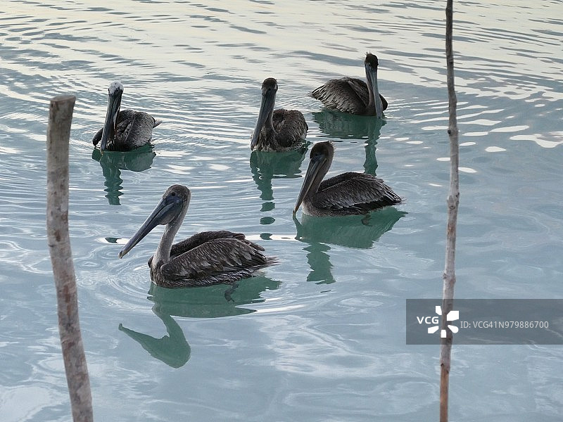 五只鹈鹕在水中，伯利兹安伯格里斯岛图片素材