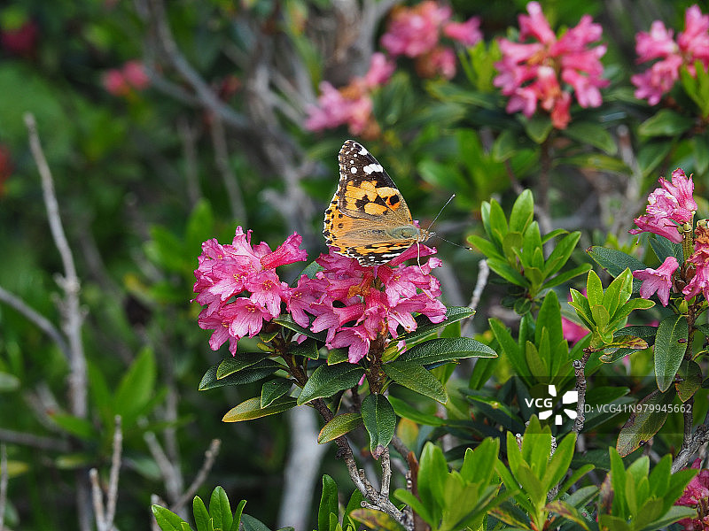 小珍珠边蛱蝶图片素材