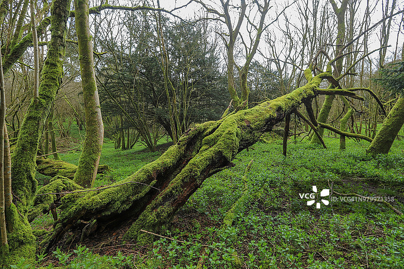 覆盖着苔藓的树木图片素材