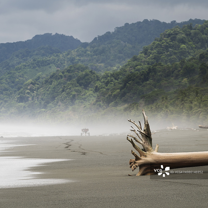 哥斯达黎加奥萨半岛科尔科瓦多国家公园海滩上的浮木图片素材