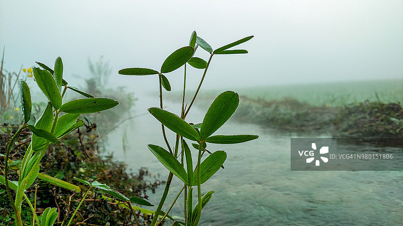 雾中农田里的水渠图片素材