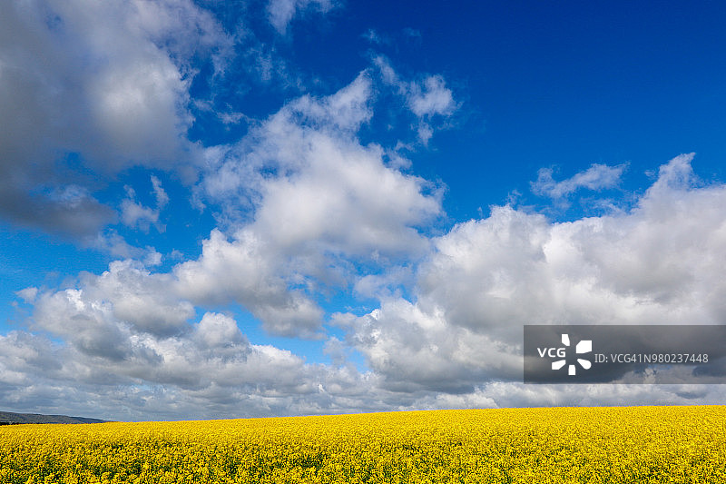 油菜籽田图片素材
