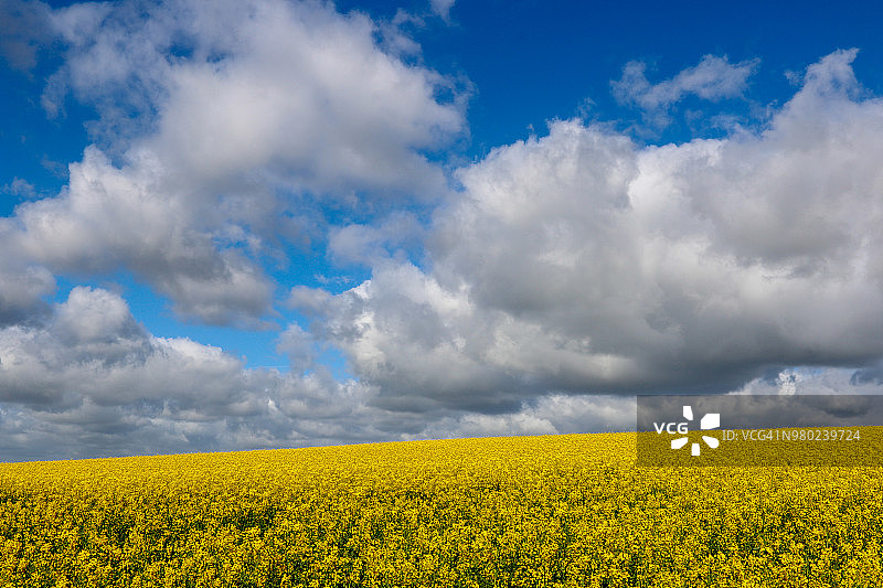 油菜籽田图片素材