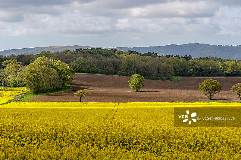 油菜籽田图片素材