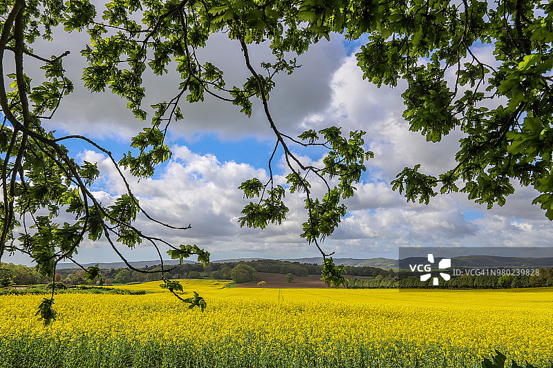 油菜籽田图片素材