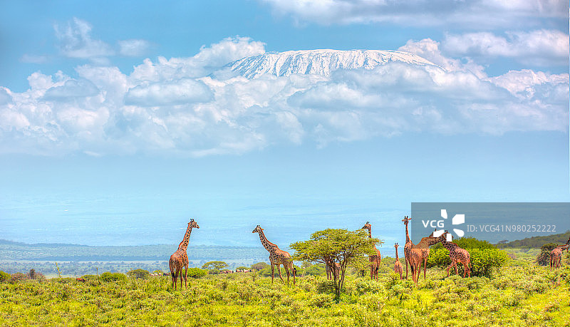 安博塞利的长颈鹿、乞力马扎罗山和金合欢树图片素材
