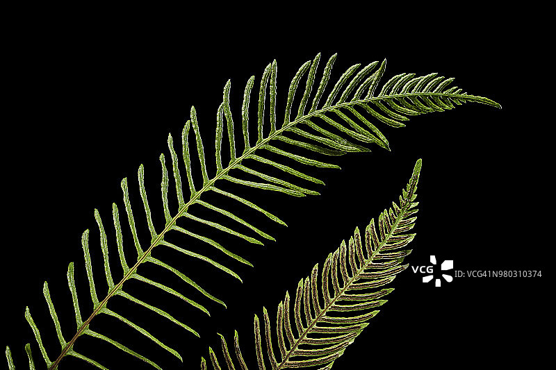 硬叶蕨-能育叶上的孢子囊图片素材