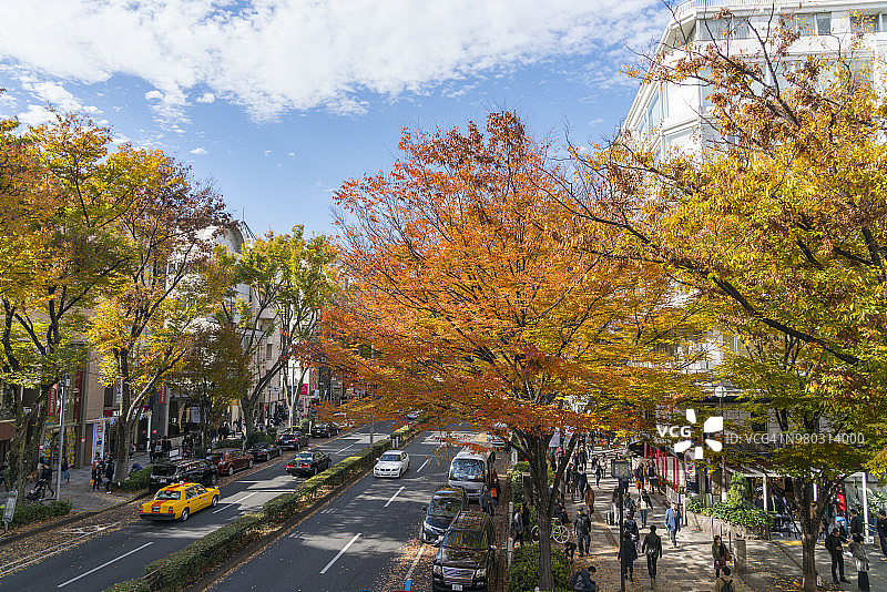 东京涩谷区表参道榉树秋叶，行人与车辆图片素材